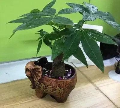 綠植葉子發黃怎麼辦,做好下面這幾點,輕鬆解決