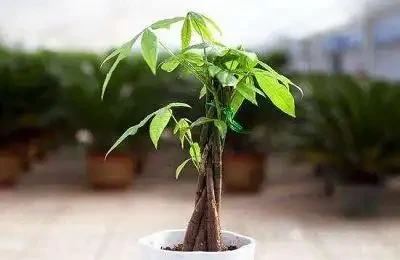 綠植葉子發黃怎麼辦,做好下面這幾點,輕鬆解決
