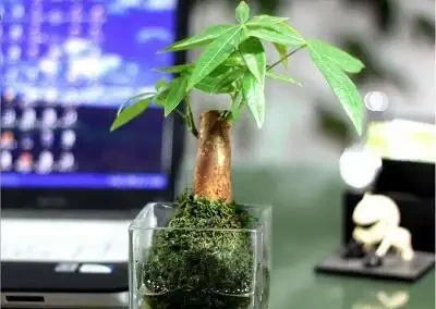 綠植葉子發黃怎麼辦,做好下面這幾點,輕鬆解決