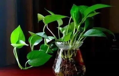 綠植葉子發黃怎麼辦,做好下面這幾點,輕鬆解決