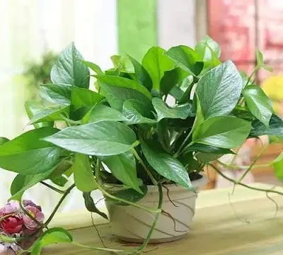 綠植葉子發黃怎麼辦,做好下面這幾點,輕鬆解決