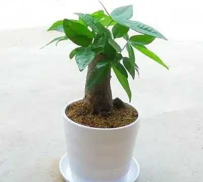 綠植葉子發黃怎麼辦,做好下面這幾點,輕鬆解決