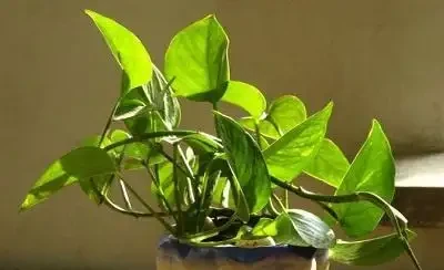 綠植葉子發黃怎麼辦,做好下面這幾點,輕鬆解決