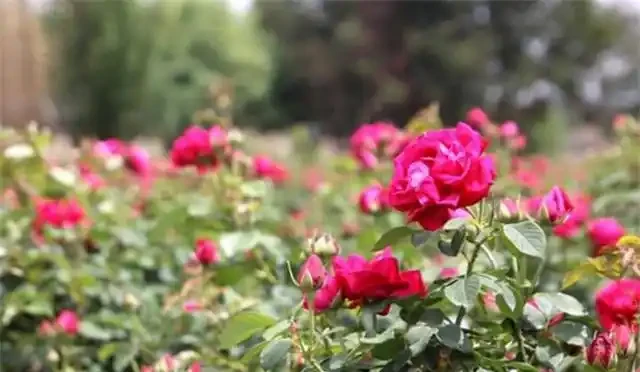 玫瑰花高產施肥方法及要點