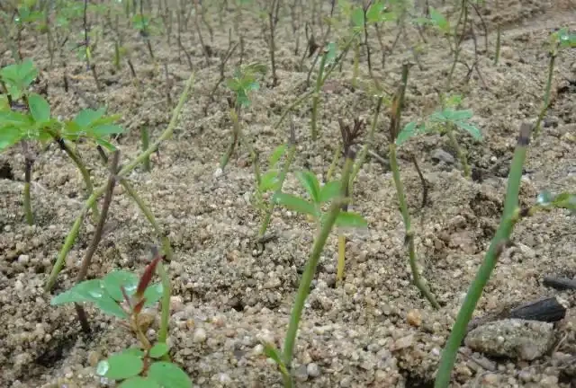 大量繁殖玫瑰苗,怎樣大床插枝?