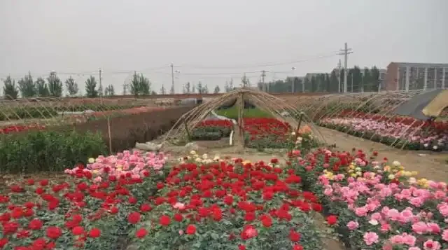大量繁殖玫瑰苗,怎樣大床插枝?