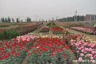大量繁殖玫瑰苗，怎樣大床插枝？