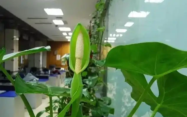 不少人把它當盆景,殊不知其身藏劇毒,碰一下就能中毒