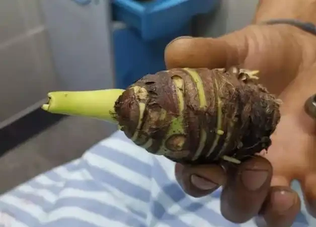 不少人把它當盆景,殊不知其身藏劇毒,碰一下就能中毒