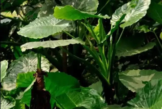 不少人把它當盆景,殊不知其身藏劇毒,碰一下就能中毒