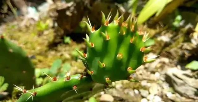 仙人掌的花語和象徵寓意，你都瞭解嗎？