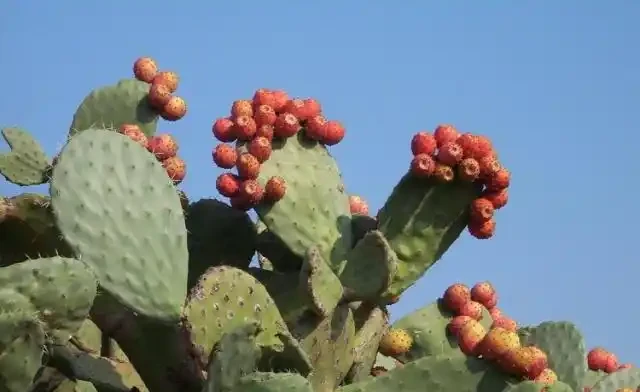 仙人掌的花語和象徵寓意，你都瞭解嗎？