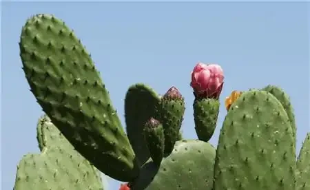 仙人掌的花語和象徵寓意，你都瞭解嗎？