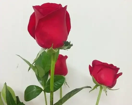 單身未婚,臥室怎麼放玫瑰花可以催旺桃花運?