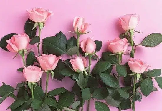 單身未婚,臥室怎麼放玫瑰花可以催旺桃花運?