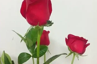 單身未婚，臥室怎麼放玫瑰花可以催旺桃花運？