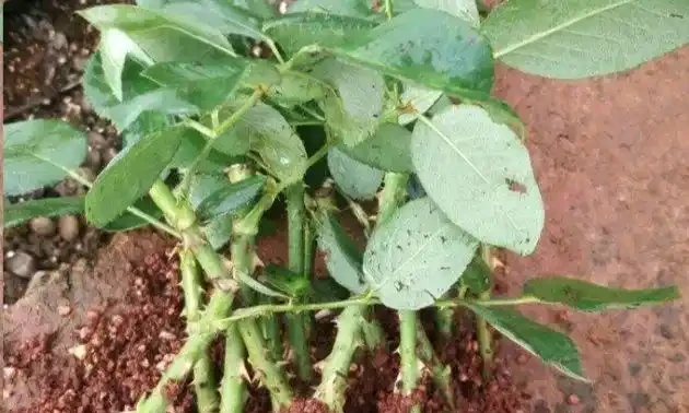玫瑰花插枝並不難,把這五點學會了,七天長白根,棵棵都成活