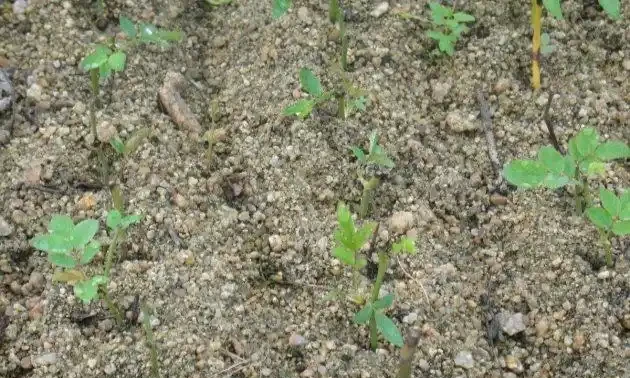 玫瑰花插枝並不難,把這五點學會了,七天長白根,棵棵都成活