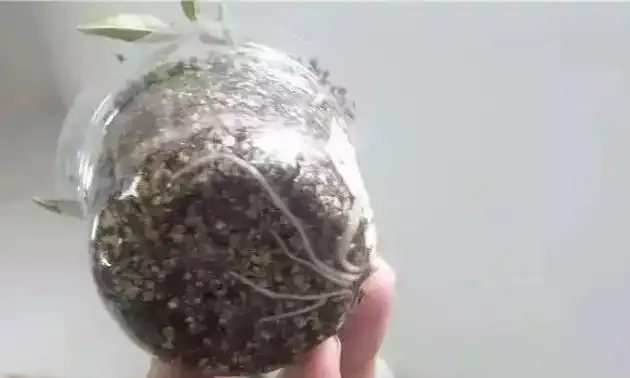 玫瑰花插枝並不難,把這五點學會了,七天長白根,棵棵都成活