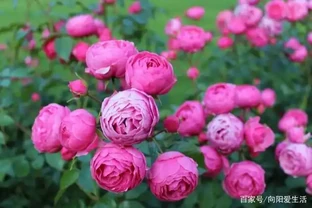 玫瑰花插枝並不難，把這五點學會了，七天長白根，棵棵都成活
