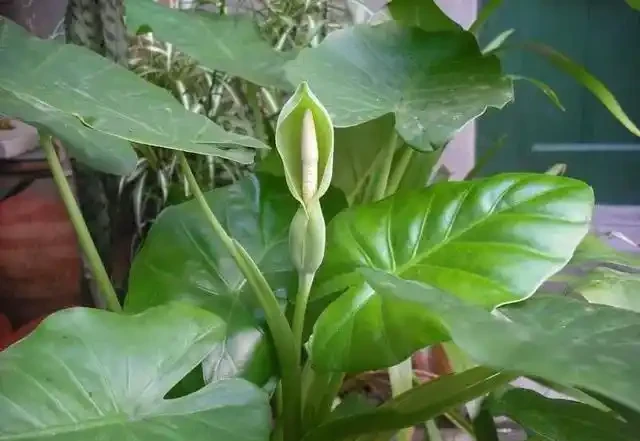 海芋開花