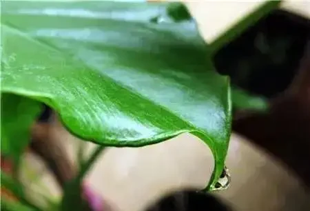 如果家裡有這種植物,一定要小心!碰一下就可能會中毒…