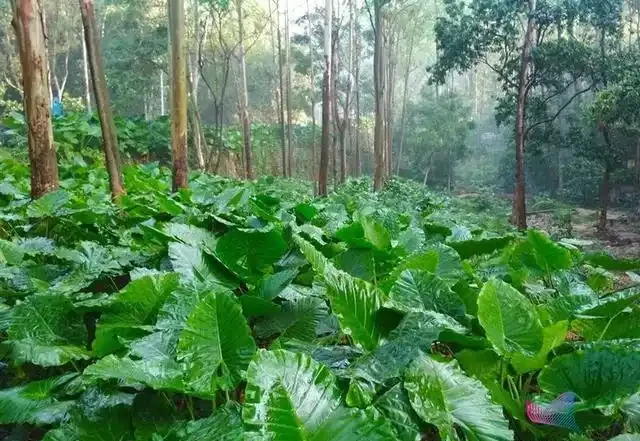 海芋
