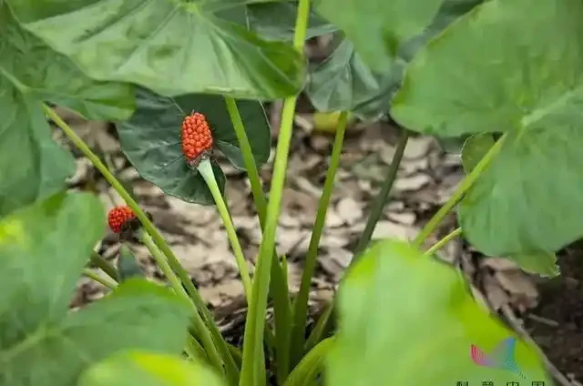 如果家裡有這種植物,一定要小心!碰一下就可能會中毒…