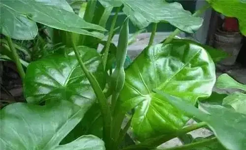 如果家裡有這種植物,一定要小心!碰一下就可能會中毒…
