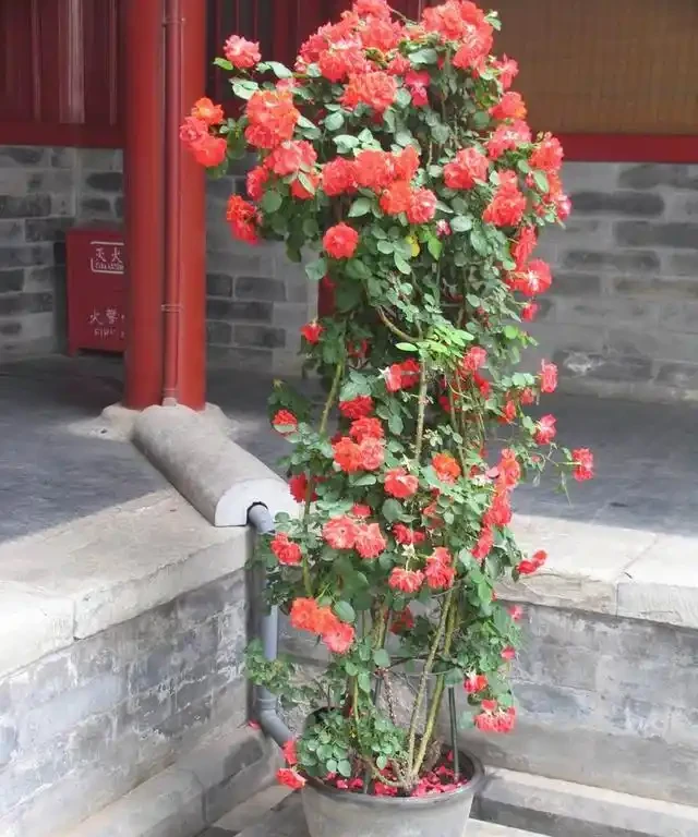玫瑰花後要補肥?用化肥還是有機肥,多久用一次,一次放多少?