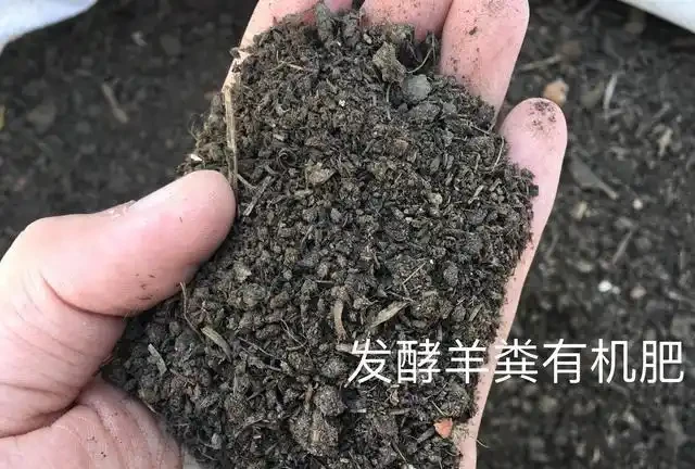 玫瑰花後要補肥?用化肥還是有機肥,多久用一次,一次放多少?