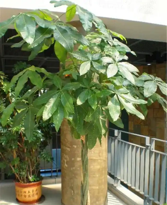 今年6月,養了2年的發財樹終於「開花」了,花朵如流蘇,富貴旺財