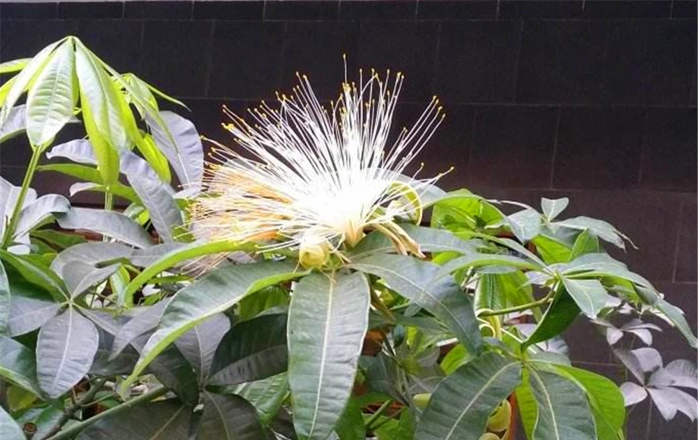 今年6月,養了2年的發財樹終於「開花」了,花朵如流蘇,富貴旺財