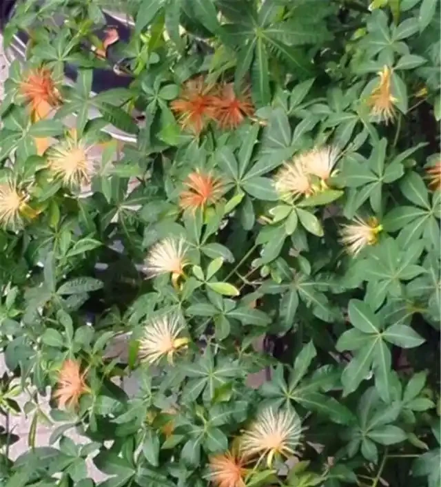 今年6月,養了2年的發財樹終於「開花」了,花朵如流蘇,富貴旺財