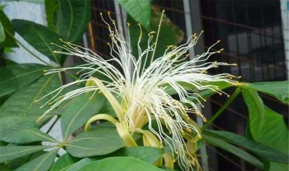 今年6月,養了2年的發財樹終於「開花」了,花朵如流蘇,富貴旺財
