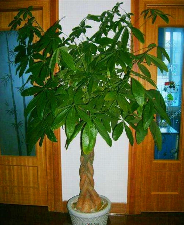 今年6月,養了2年的發財樹終於「開花」了,花朵如流蘇,富貴旺財