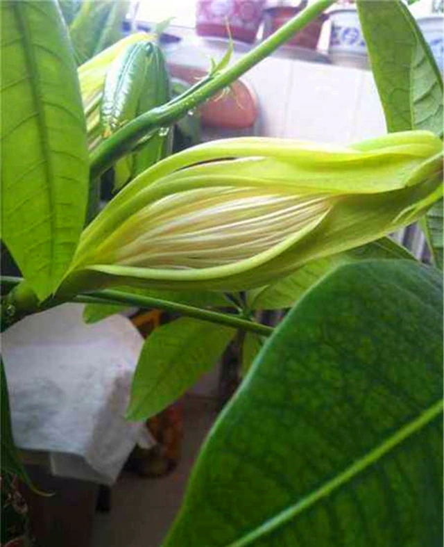 今年6月,養了2年的發財樹終於「開花」了,花朵如流蘇,富貴旺財