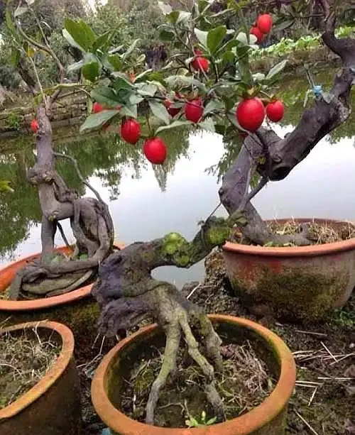 養金彈子選「血紅果」，這才是極品觀果盆景，老匠人養得拉網防鳥
