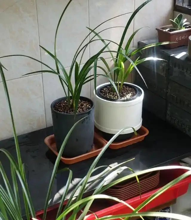 蘭花黑尖的5個原因和解決辦法