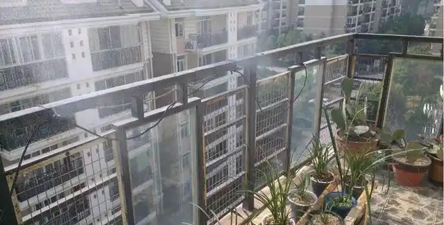 蘭花黑尖的5個原因和解決辦法