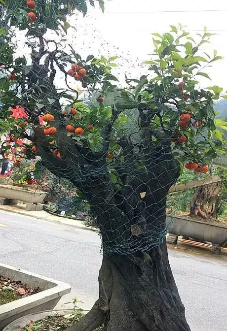 養金彈子選「血紅果」，這才是極品觀果盆景，老匠人養得拉網防鳥