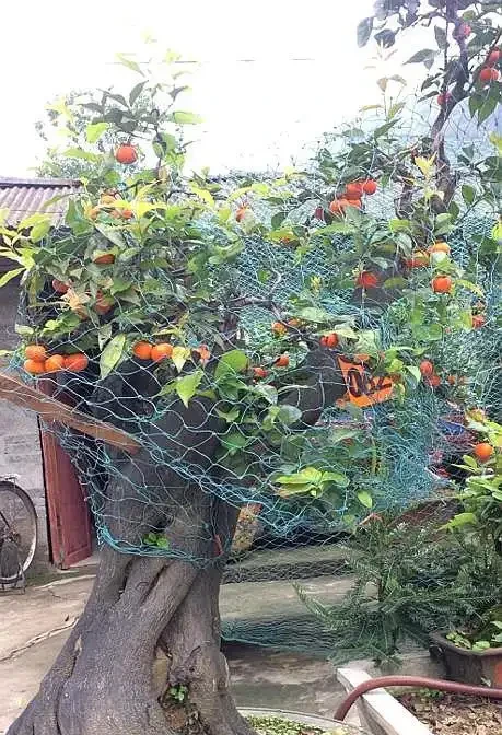 養金彈子選「血紅果」，這才是極品觀果盆景，老匠人養得拉網防鳥
