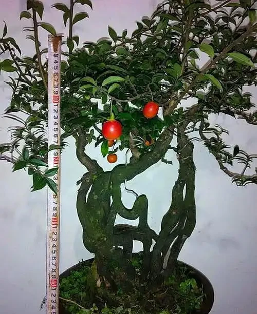 養金彈子選「血紅果」，這才是極品觀果盆景，老匠人養得拉網防鳥