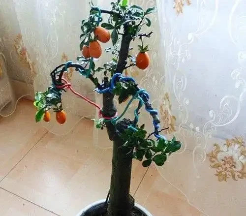 養金彈子選「血紅果」，這才是極品觀果盆景，老匠人養得拉網防鳥