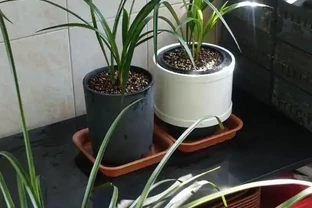 蘭花黑尖的5個原因和解決辦法
