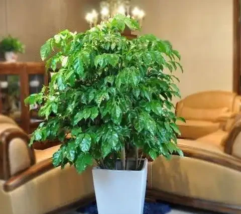 盆栽幸福樹腐根「耷拉頭」?簡單一處理,枝繁葉茂,閤家幸福!