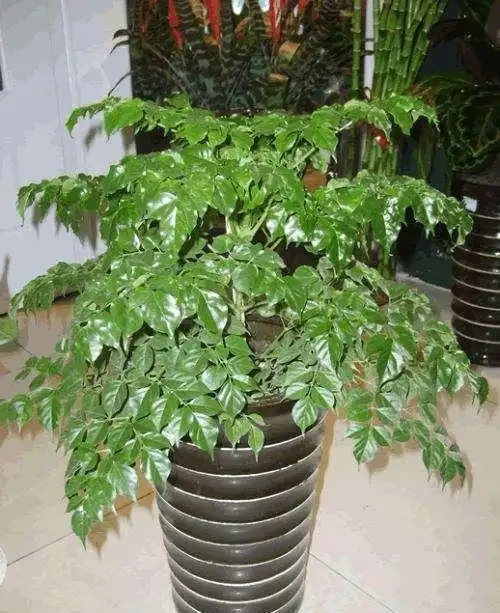 盆栽幸福樹腐根「耷拉頭」?簡單一處理,枝繁葉茂,閤家幸福!