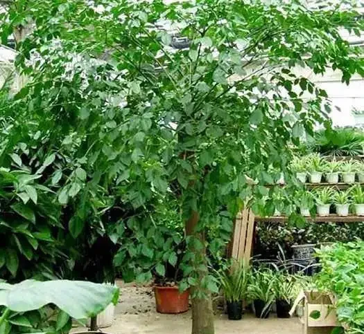 盆栽幸福樹腐根「耷拉頭」?簡單一處理,枝繁葉茂,閤家幸福!
