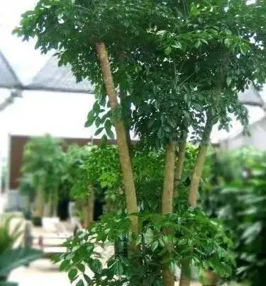盆栽幸福樹腐根「耷拉頭」?簡單一處理,枝繁葉茂,閤家幸福!