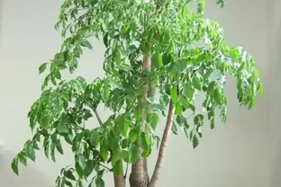 盆栽幸福樹腐根「耷拉頭」？簡單一處理，枝繁葉茂，閤家幸福！